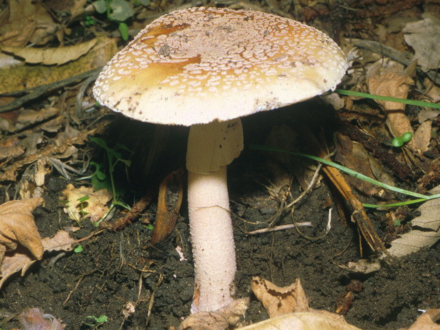  Image name: Amanita_rubescens2.jpg 
 width: 640 pixel 
 height: 480 pixel 
 Size: 139962 bytes 
 Click to enlarge 
